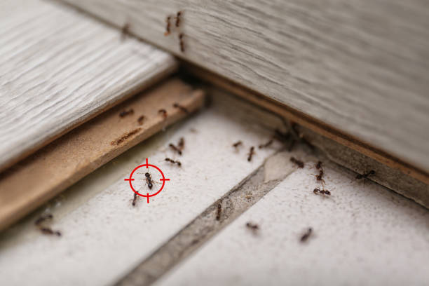 Best Mosquito Control Services  in Sherrelwood, CO
